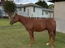 4yo Registered quarter horse gelding. By highway to hell. (photo 1)