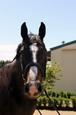 Warmblood broodmare (photo 1)