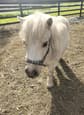 Miniature pony  *On hold*