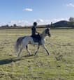 Athletic paint gelding (photo 2)