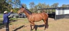 ThoroughBred Racehorse.  Skinny Jeans (photo 2)