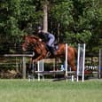 Beautiful Gelding (photo 3)