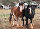 Registered Clydesdale Mare (photo 3)