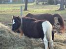 Miniature and small horse - stud dispersal priced $600-$1500 (photo 2)