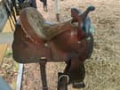 Horse Throughbreed Mare (photo 1)