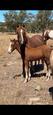 7 month old welsh colt (photo 1)
