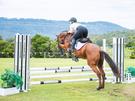 Safe Gelding (photo 1)