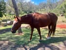 16 hand gelding for sale (photo 3)