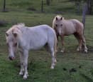 Cute mini munchkins (photo 1)