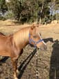 Small welsh mountain childs pony (photo 1)