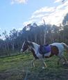 Gypsy cob x (photo 2)