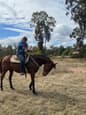 Thoroughbred Bay gelding (photo 1)