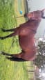 Horse for sale $1000 (photo 3)
