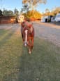 14hh Quater Horse Colt (photo 3)