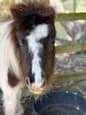 Mini Horses  2 females Mum and Daugher (photo 1)