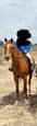 Friendly Welsh Riding Pony (photo 2)