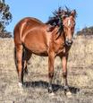 Project Pony (photo 2)