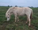 Palomino Welsh Mountain Pony Filly (photo 3)