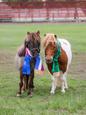 Registered mini ponies