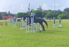 TB Mare Rising 8 Year Old OTT (photo 3)