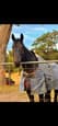 Thoroughbred gelding 18 yo (photo 1)
