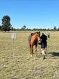 Friendly Welsh Riding Pony (photo 3)