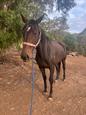 Free tb mare