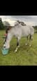 Companion horse (photo 2)