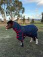 12hh Welsh Section B Mare Pony (photo 1)