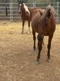 Horses for sale see details (photo 1)