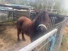Ponies for sale (photo 1)