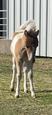 Miniature and Small Horse (photo 2)
