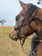 Pure bred arabian horse (photo 2)