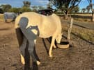 Stock horse x paint (photo 3)