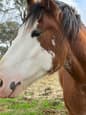 Registered Clydesdale Mare (photo 2)