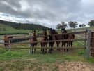 Registered rising 2 year old stock horse (photo 1)