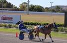 Mini trotter (photo 2)