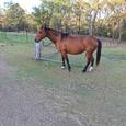 Arabian mare unregistered (photo 2)