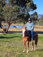 Bluebell 7-Year-Old Grey Waler Mare (photo 2)