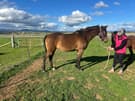 RP/WB Filly  for sale