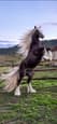 Gypsy Cob Stallion service (photo 1)