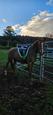 Chestnut Arabian Mare (photo 2)