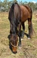 Horses & Projects for Sale (photo 3)