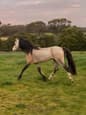 Welsh B Stallion at Stud (photo 3)