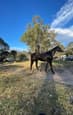 Pure bred arabian horse (photo 3)