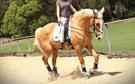 Palomino Gelding