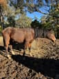 Marli 6 year old TB mare (photo 1)