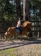 Flashy Pony Club prospect gelding (photo 2)