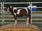 Stunning rising 2yo Gypsy Cob x Welsh pony (photo 1)