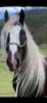 Drum Stallion Service (photo 2)